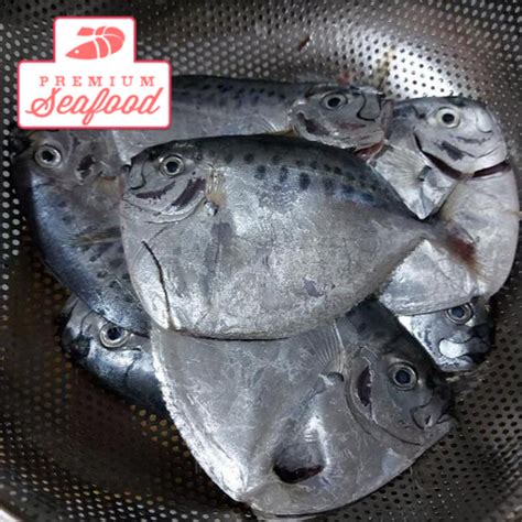 Sapatero Fish vectors .